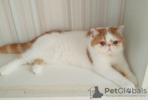 Photo №1. exotic shorthair - for sale in the city of Minsk | 1057$ | Announcement № 62411