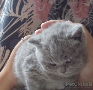 Photo №1. british shorthair - for sale in the city of Marseilles | 475$ | Announcement № 70782