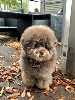 Photo №3. Pretty, playful, and oh-so-loving Cocos charm is simply irresistible!. Finland