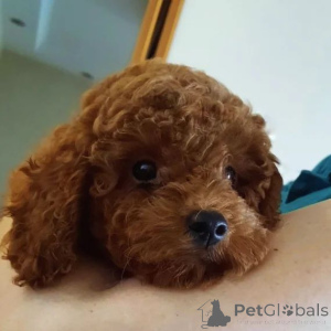 Photo №2 to announcement № 155966 for the sale of poodle (toy) - buy in Serbia breeder