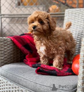 Photo №4. I will sell maltipu in the city of Alsdorf. private announcement - price - 568$