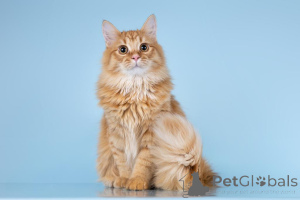 Photo №1.  - for sale in the city of Khimki | Is free | Announcement № 161754