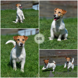 Photo №4. I will sell jack russell terrier in the city of Minsk. from nursery - price - 214$