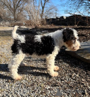 Photo №4. I will sell fox terrier in the city of Beilngries. private announcement - price - 599$