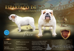 Additional photos: English bulldog fci