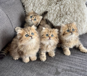 Photo №1. persian cat - for sale in the city of Tallahassee | Is free | Announcement № 104296