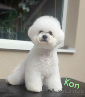 Additional photos: Bichon Friesian puppies