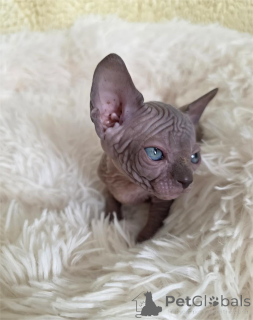 Photo №1. sphynx cat - for sale in the city of Emden | 361$ | Announcement № 154593