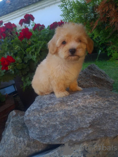 Photo №4. I will sell maltipu in the city of Vilovo. breeder - price - 264$