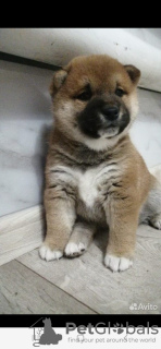 Photo №1. shiba inu - for sale in the city of Кумертау | 456$ | Announcement № 39297