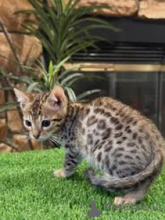 Photo №3. Myytävät Ocicat-pennut. Finland