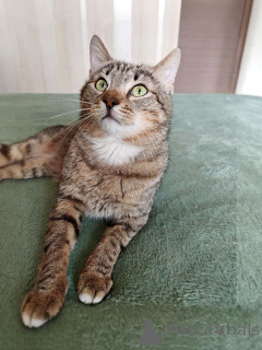 Photo №3. Young striped cat Kuzya is looking for a home. Russian Federation
