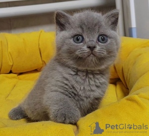 Photo №1. british shorthair - for sale in the city of Fresno | 250$ | Announcement № 89603