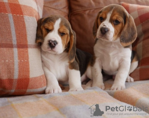 Photo №1. beagle - for sale in the city of Siófok | negotiated | Announcement № 58246