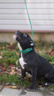 Additional photos: american bully