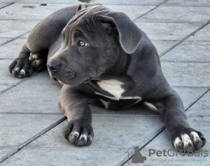 Photo №4. I will sell american bully in the city of Belgrade. breeder - price - negotiated