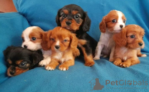 Photo №3. Cavalier King Charles Spaniel. United Kingdom