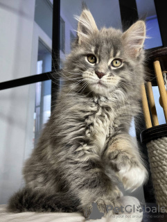 Photo №2 to announcement № 97757 for the sale of maine coon - buy in Germany private announcement