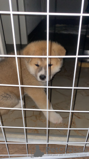 Photo №2 to announcement № 114280 for the sale of akita - buy in Serbia 