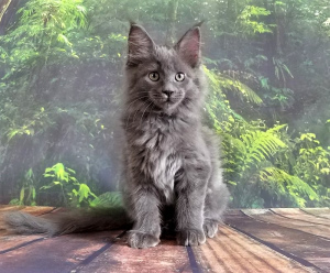 Photo №1. maine coon - for sale in the city of St. Petersburg | negotiated | Announcement № 3085