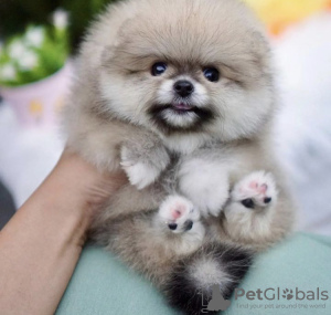 Photo №2 to announcement № 99741 for the sale of pomeranian - buy in Germany breeder