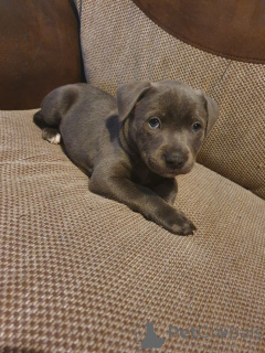 Photo №1. staffordshire bull terrier - for sale in the city of Genk | 1032$ | Announcement № 165190