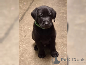 Photo №2 to announcement № 136938 for the sale of labrador retriever - buy in Germany 