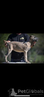 Additional photos: Cane Corso puppies