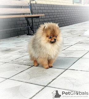 Photo №4. I will sell pomeranian in the city of Minsk. breeder - price - 250$