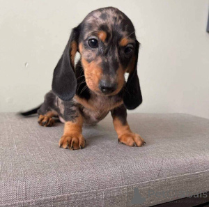 Photo №2 to announcement № 177830 for the sale of dachshund - buy in United Kingdom private announcement