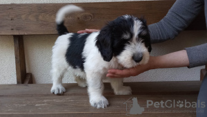 Additional photos: Puppy Polish Lowland Sheepdog Puppy - Polish Lowland Sheepdog FCI