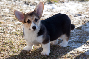 Photo №1. welsh corgi - for sale in the city of Almaty | 1000$ | Announcement № 813