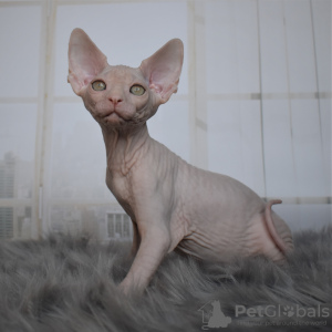 Photo №2 to announcement № 65633 for the sale of sphynx cat - buy in Ukraine from nursery