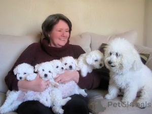 Photo №1. bichon frise - for sale in the city of Atalanti | negotiated | Announcement № 158336