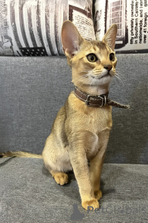 Photo №1. abyssinian cat - for sale in the city of Echuca | 3900$ | Announcement № 175247