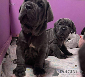 Photo №2 to announcement № 46198 for the sale of neapolitan mastiff - buy in Netherlands private announcement