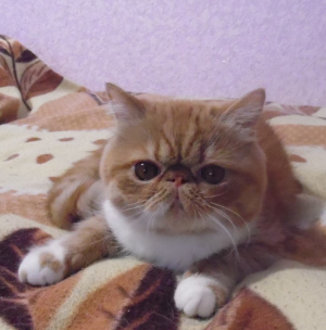 Photo №1. exotic shorthair - for sale in the city of Kharkov | 320$ | Announcement № 1059