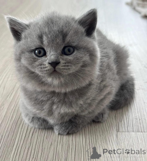 Photo №2 to announcement № 175590 for the sale of british shorthair - buy in Greece breeder