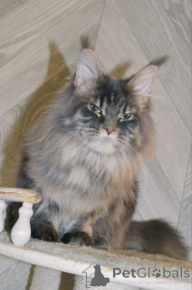 Photo №2 to announcement № 156810 for the sale of maine coon - buy in Ukraine breeder