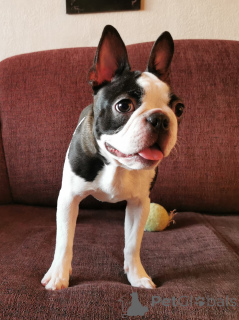 Photo №4. I will sell boston terrier in the city of Budapest. breeder - price - 941$