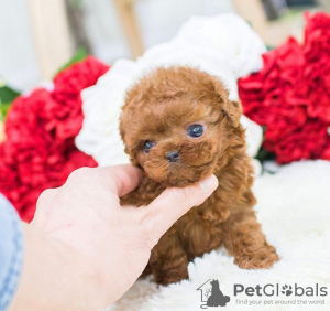 Photo №1. poodle (toy) - for sale in the city of Leipzig | 581$ | Announcement № 122771