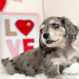 Photo №4. I will sell dachshund in the city of Liverpool. private announcement, breeder - price - 723$