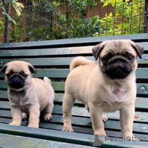 Photo №2 to announcement № 24389 for the sale of pug - buy in Germany 
