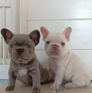 Photo №1. french bulldog - for sale in the city of Rome | negotiated | Announcement № 82125