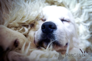 Photo №3. Puppies and young Golden Retriever dogs for sale. Bosnia and Herzegovina