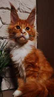 Photo №1. maine coon - for sale in the city of Kharkov | negotiated | Announcement № 3232