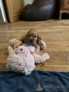 Photo №2 to announcement № 99329 for the sale of english cocker spaniel - buy in Netherlands private announcement