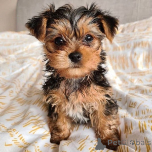 Photo №3. Toy and Teacup Yorkie Puppies. Germany