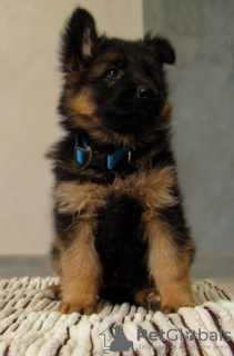 Photo №2 to announcement № 9145 for the sale of german shepherd - buy in Ukraine from nursery