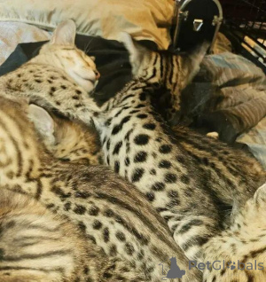 Photo №4. I will sell savannah cat in the city of QuickBorn. private announcement - price - 599$